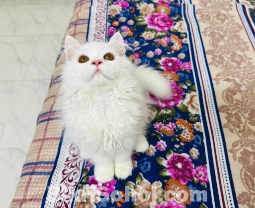 Persian cat